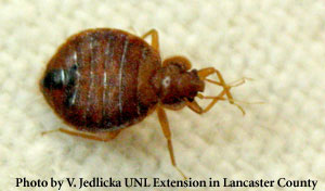Bed Bug Picture