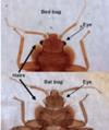 Picture Bat Bug vs. Bed Bug