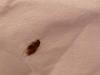 bug killed on tissue
