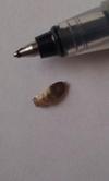 Is this a bed bug?