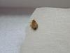 Is This a BedBug?