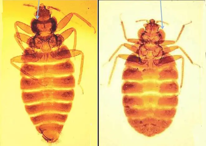 Image of tropical and typical bed bugs