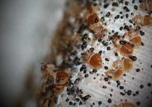 magnified view of bed bugs on mattress