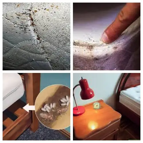 bed bugs on mattress and furniture