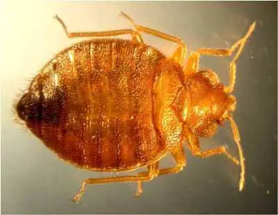 Magnified picture of bed bug - top view