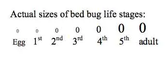 bed bug actual size chart