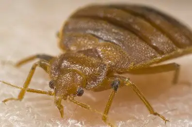 magnified bed bug