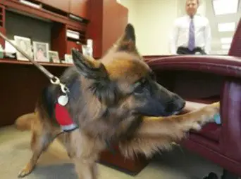 Bed Bug Sniffing Dog - Example 1