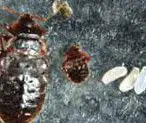 picture bed bug adult, nymph and egg
