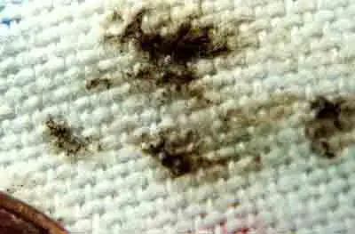 bed bug mattress stains