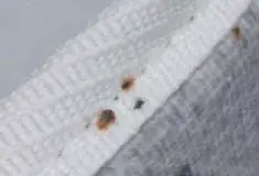 Bed bug mattress stains