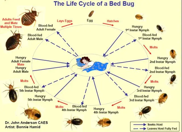 chart showing bed bug appearance at each stage of ifecycle