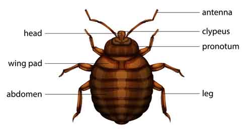 Picture of Bed Bugs, Anatomy and Diagram scabies mite diagram 