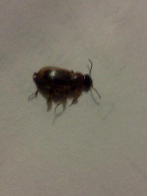Is this a Bed Bug or a Beetle