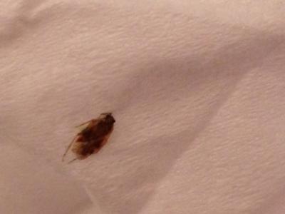 bug killed on tissue