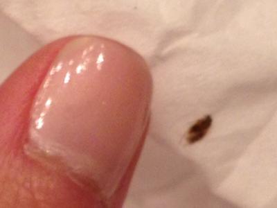 bug size relative to thumb