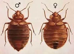 female and male bed bugs