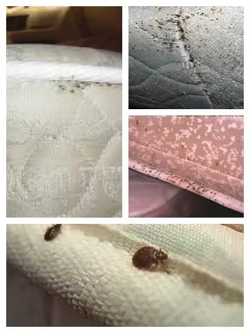 bed bug signs on mattress