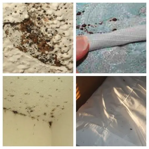 4 signs of bed bugs - on wall, mattress and pillow