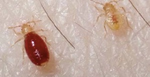 Immature bed bug color
